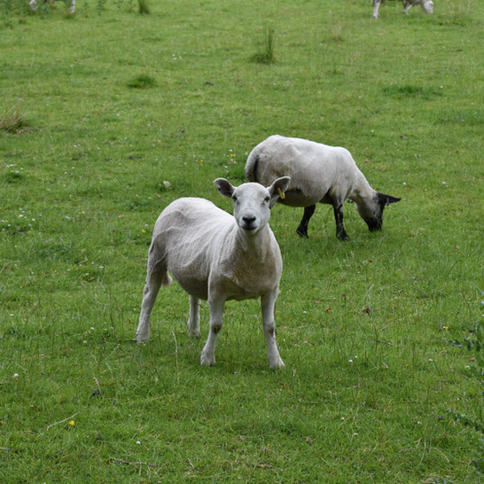 DSC_0812.JPG