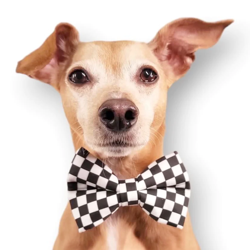 bowtie.webp