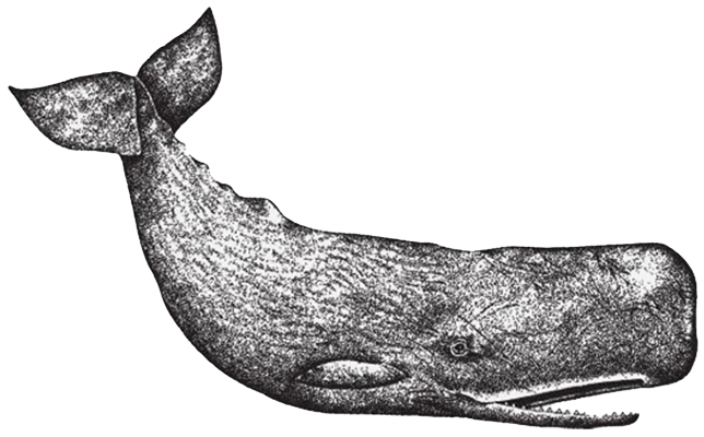 Símbolo Moby Dick