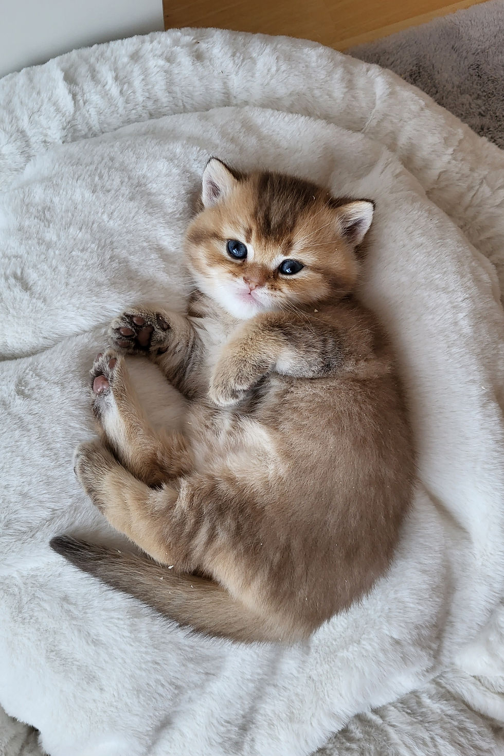 Hedwigs Kitten sind da und schon bald wieder weg...