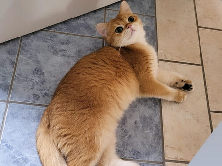 Max sucht ein Zuhause