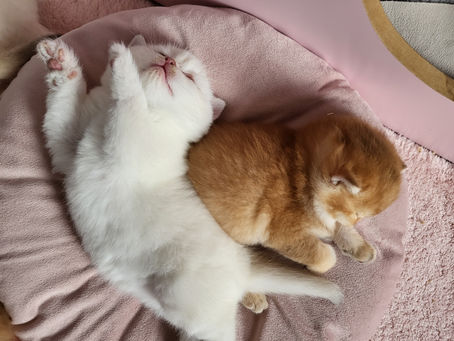 Erkunden und schmusen!