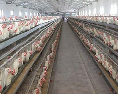 Feed Grade Ingredients Division