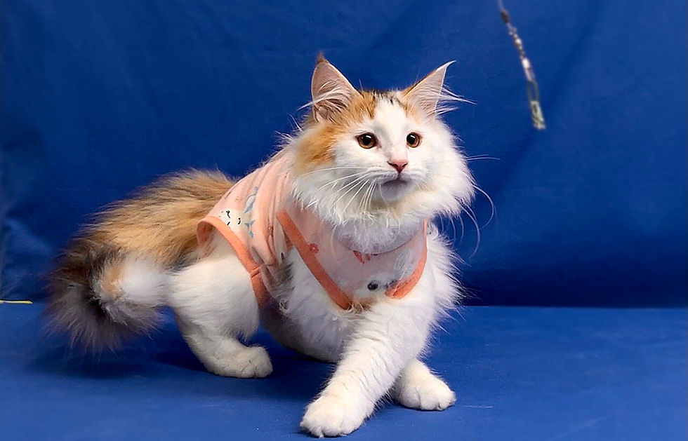 KakaoTalk_20240113_183805927_03