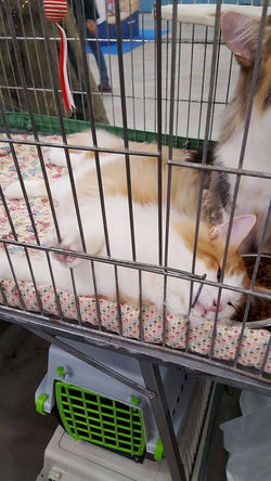 15102047_702354649930098_400918582_o