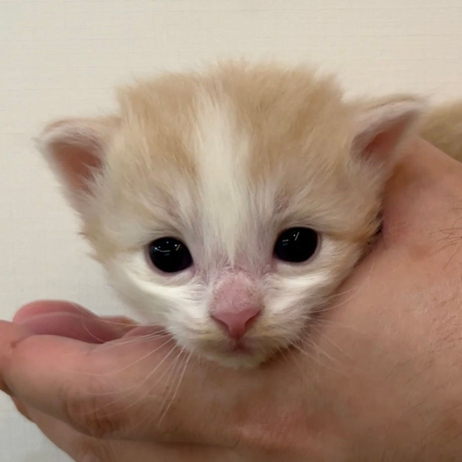 KakaoTalk_20240816_155046682_01