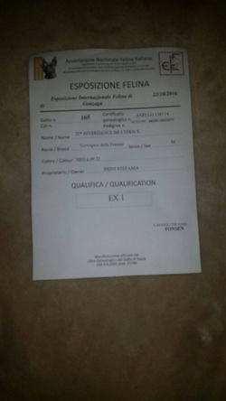 14796098_685372081628355_685170709_o