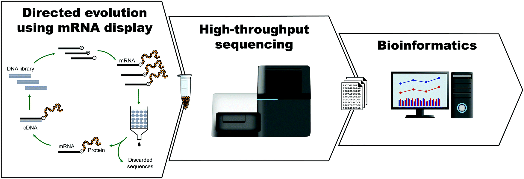 Research-mRNA display 00.gif