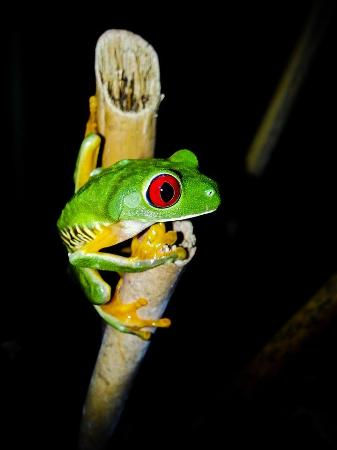 Night Tour Manuel Antonio Costa Rica