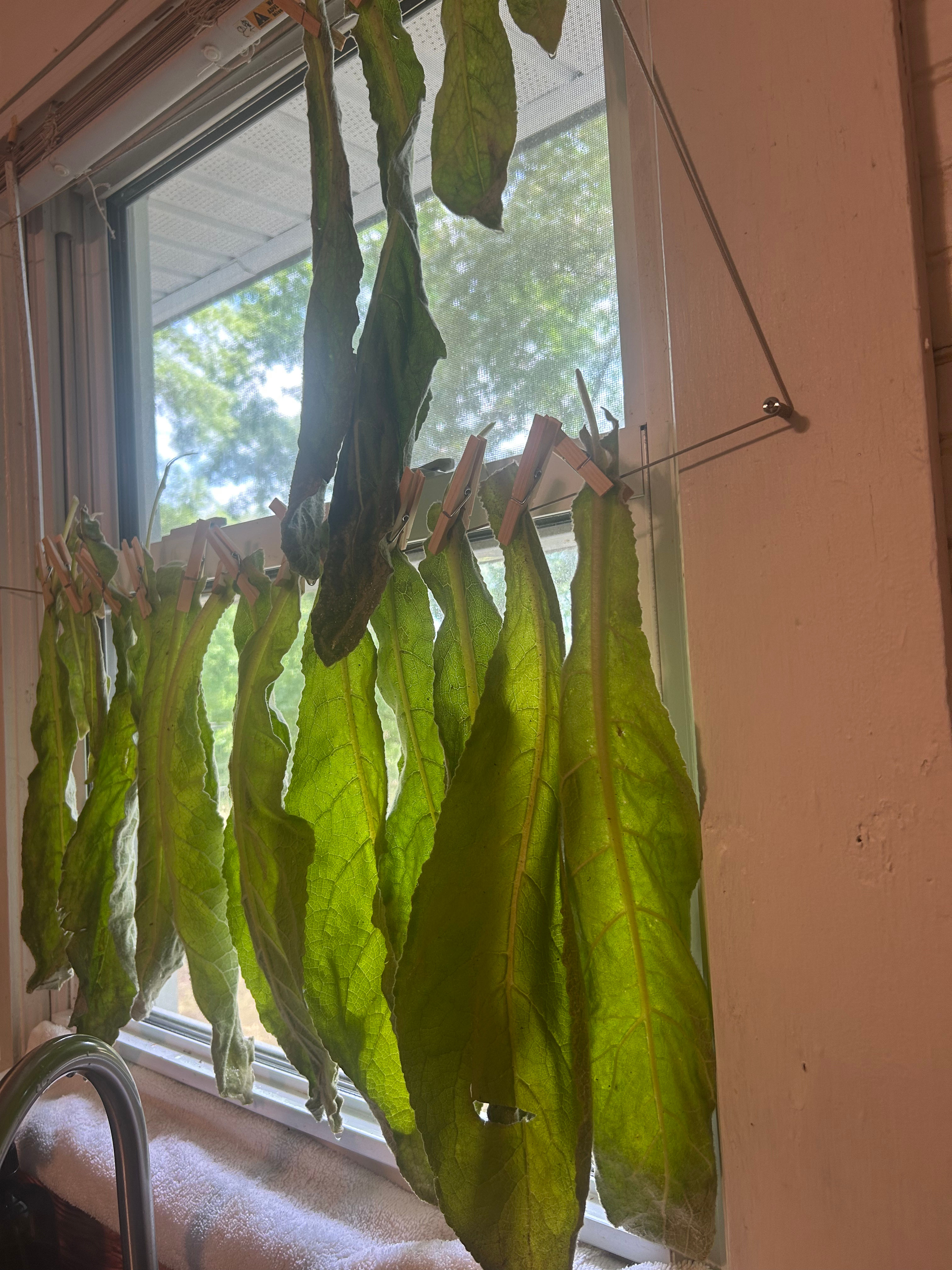 Wild Mullein Leaf