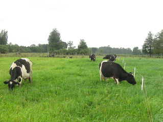 Nutrición y Praderas