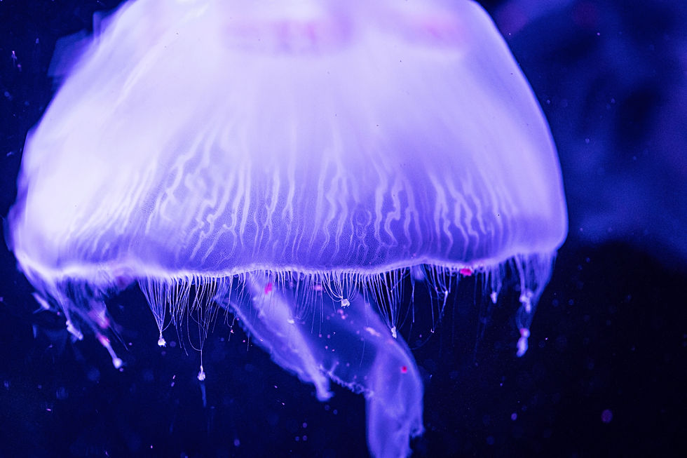 JellyFish