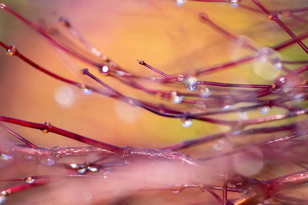 Water Droplets (2)