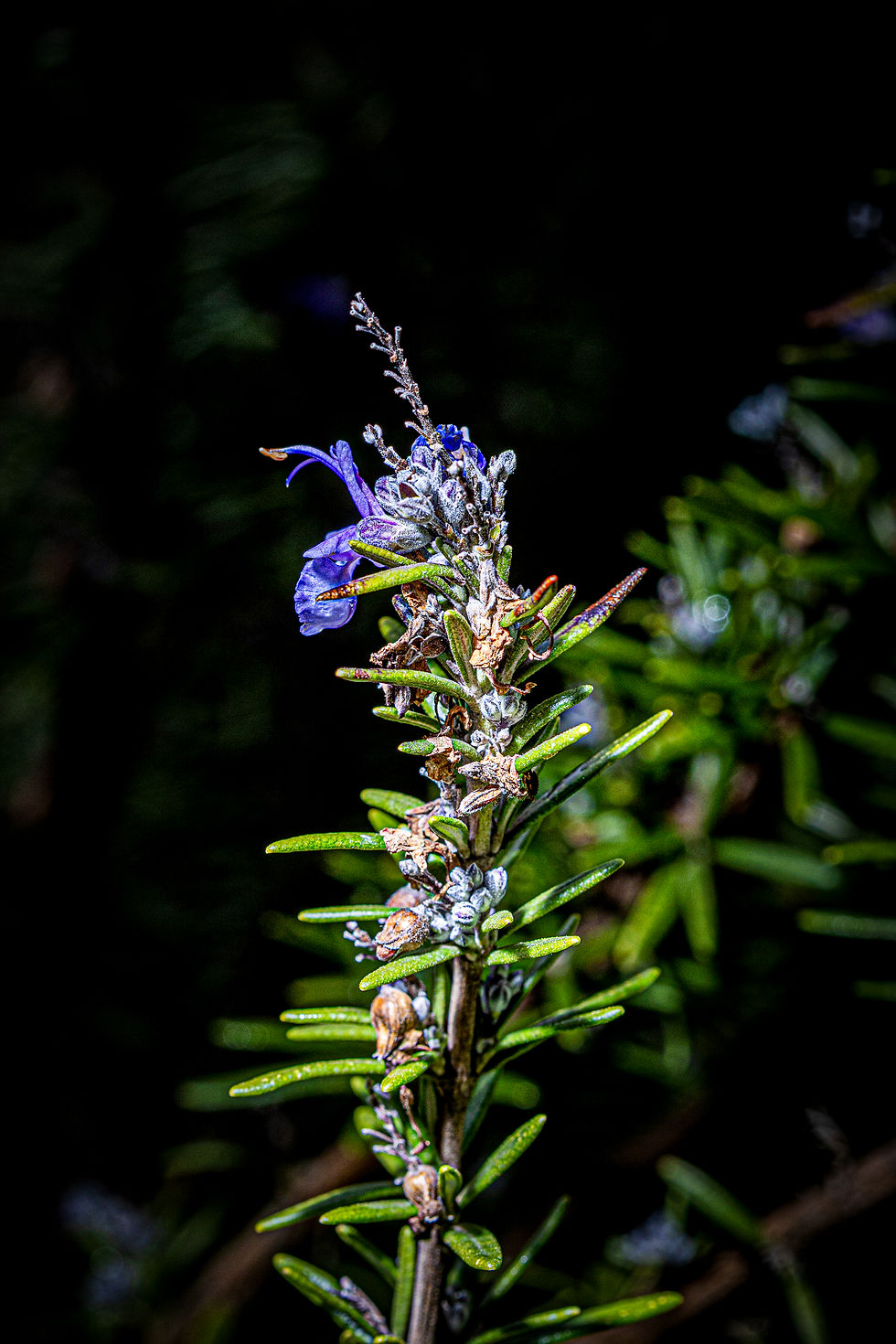 Organic Spire