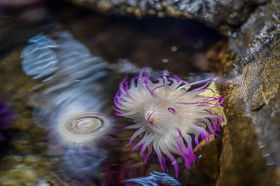 Sea Anemone