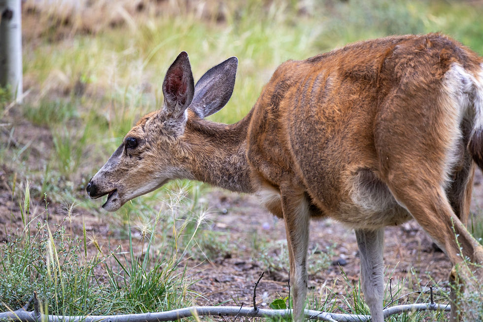 Wild Deer in Sisters Oregon