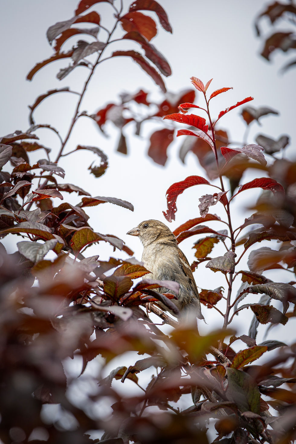 My Apartments Local Bird