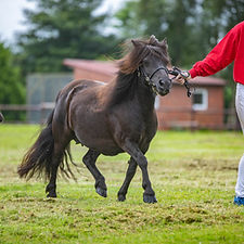 Fohlenschau 10.7 (239).jpg