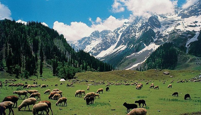 Sheep graze in a green alpine meadow beneath snowy mountains and a blue sky, creating a calm pastoral scene.