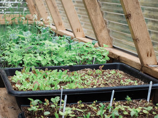 Defying the Rules of Gardening