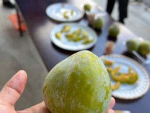 幻のすもも「ケルシー」
