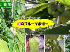 幻のフルーツ「ポポー」