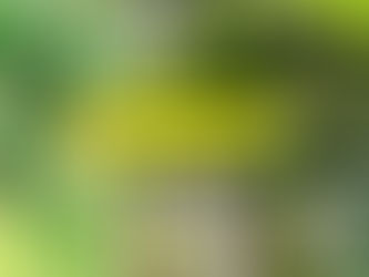 幻のフルーツ「ポポー」