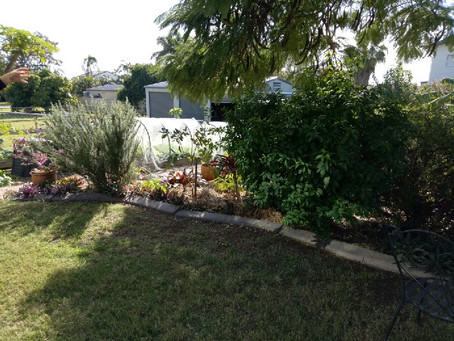 Come Visit My Garden