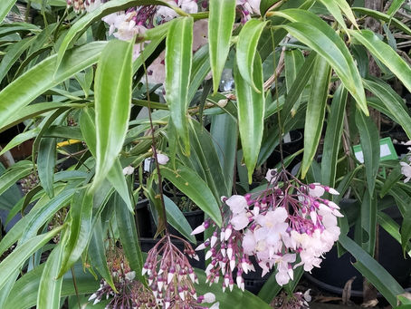 Giving Garden