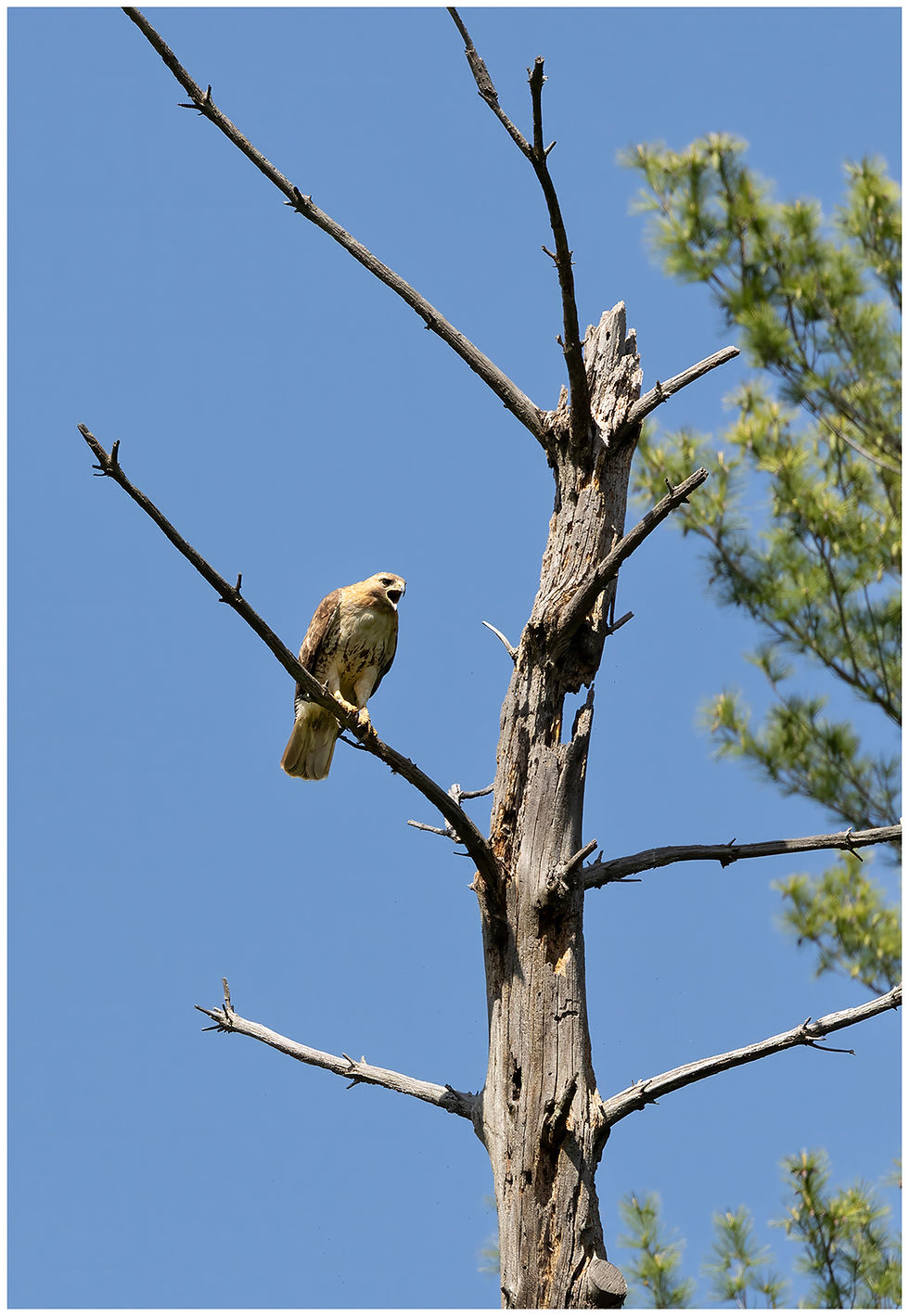 Watching the nest and keeping an eye on me