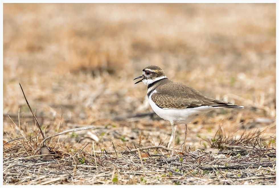 Killdeer in the lower section of Pawtucket Farm Wildlife Scanctuary courting and preparing nests.