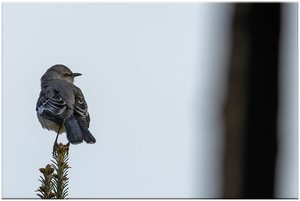 Songbirds were watching me - Mockingbird