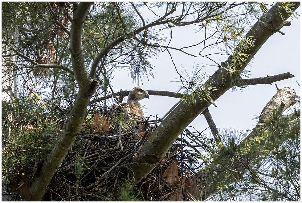 The nestling is growing and quite active in the nest