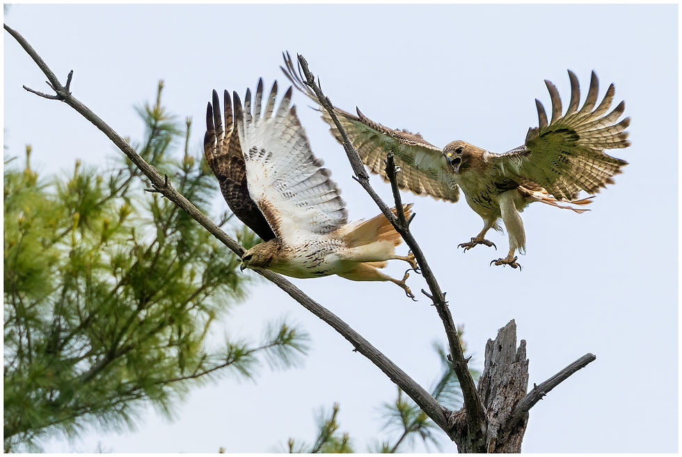 Shortly after the pose they both launched with Sora giving a cry