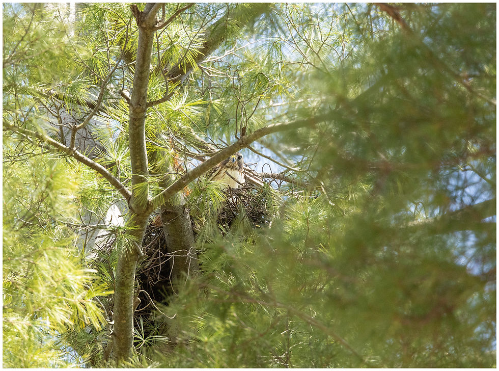 Male on the nest - One Eye