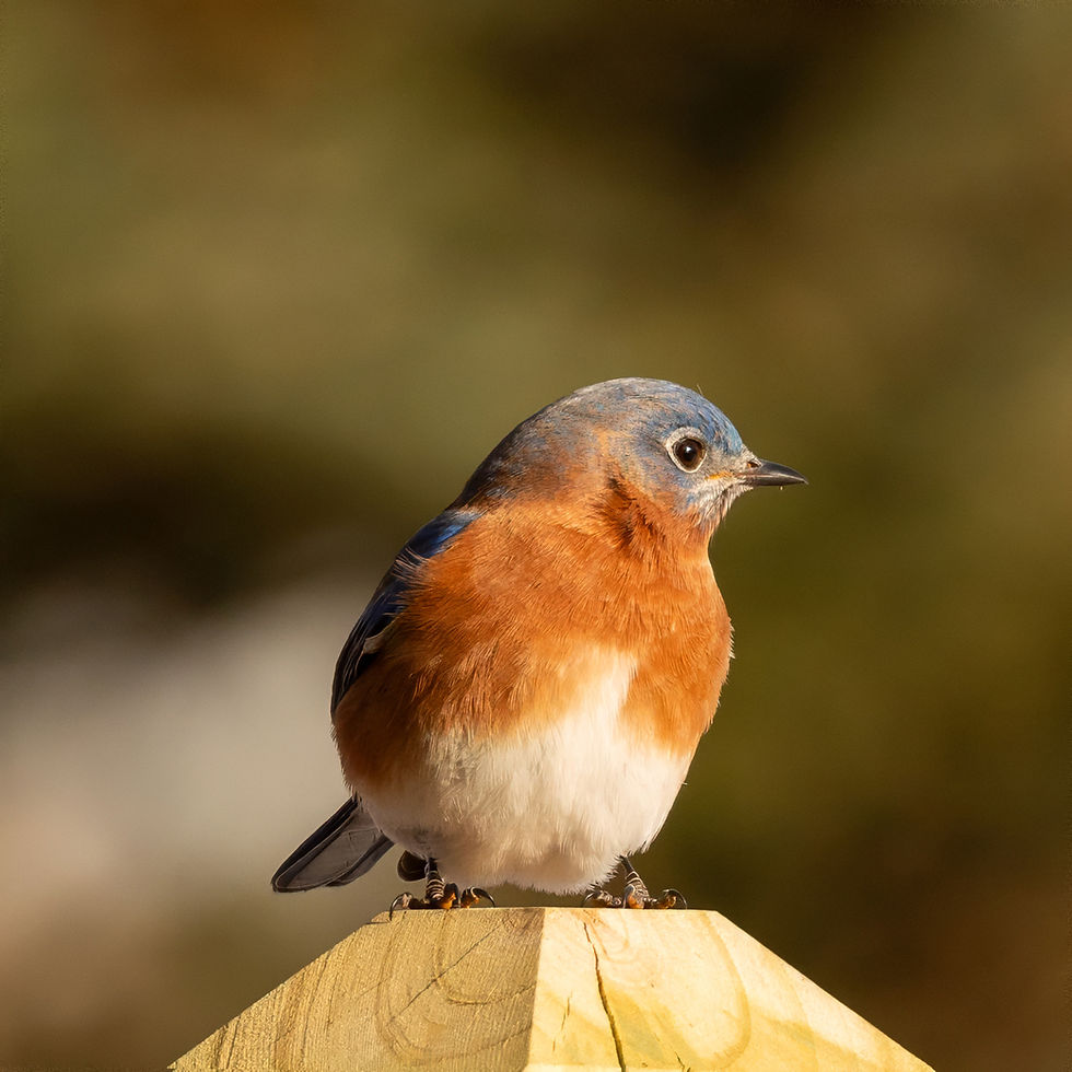 Mr. Bluebird, midway greeting