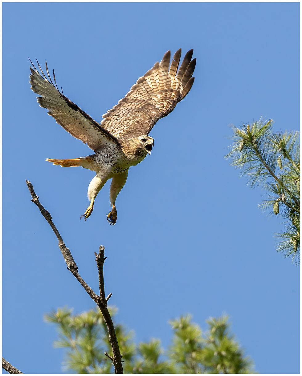 Defending her Territory