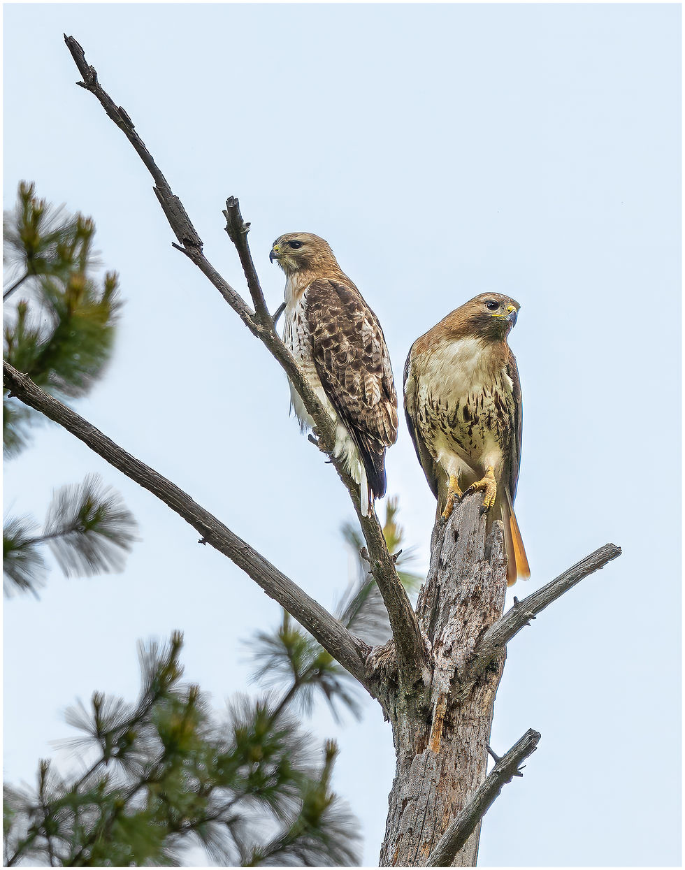 Shou & Sora posing for me, I felt they accepted me and were saying hi