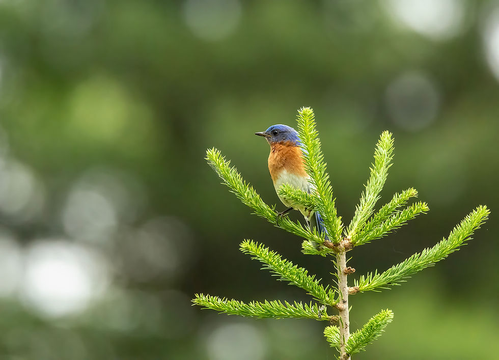 Bluebird on small pine top, ready to head to his nest