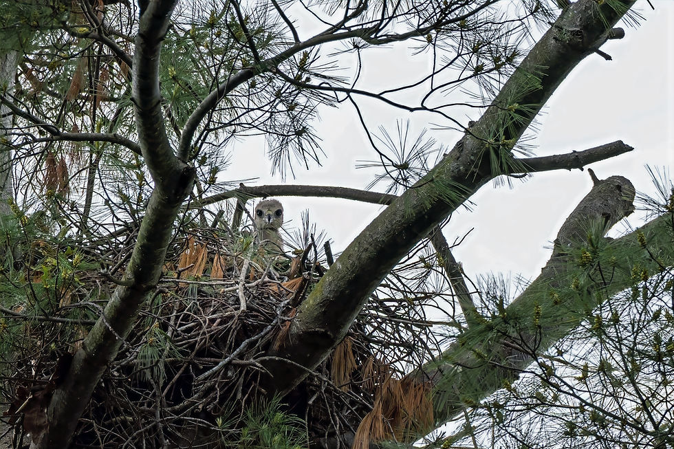 The nestling watching me watching it (I didn't know its gender)