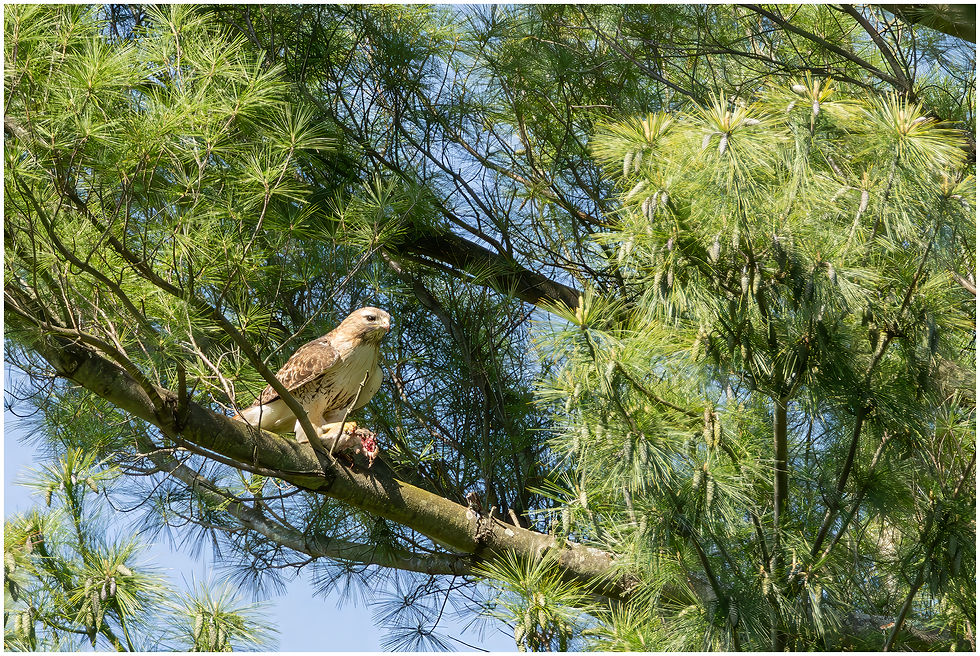 Bringing food to his mate