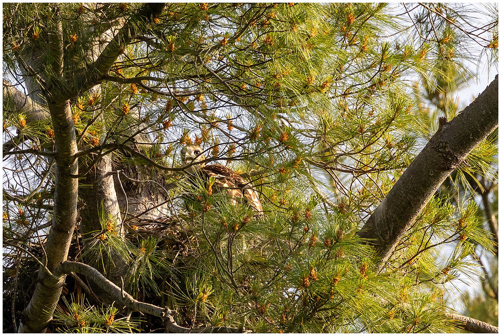 The nestling was calling for it's parents