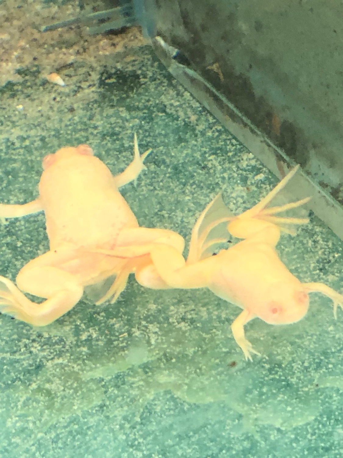Ranita albina 