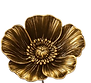 Gold Poppy