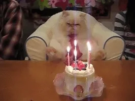 cat1.webp