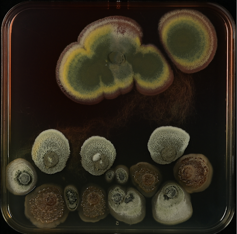 Violetta - Fungal sunset.tif
