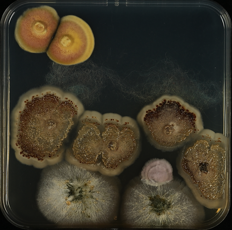 Violetta - Fungal dawn.tif
