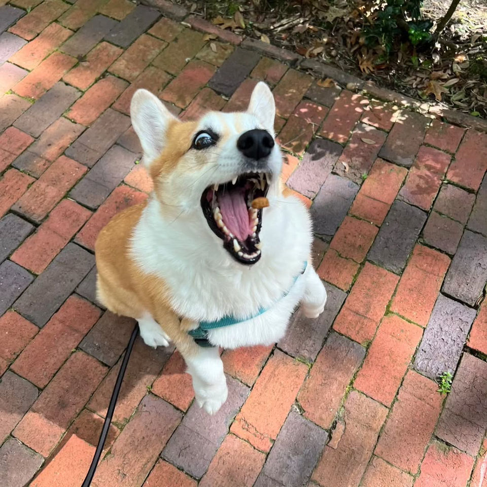 A happy corgi barking