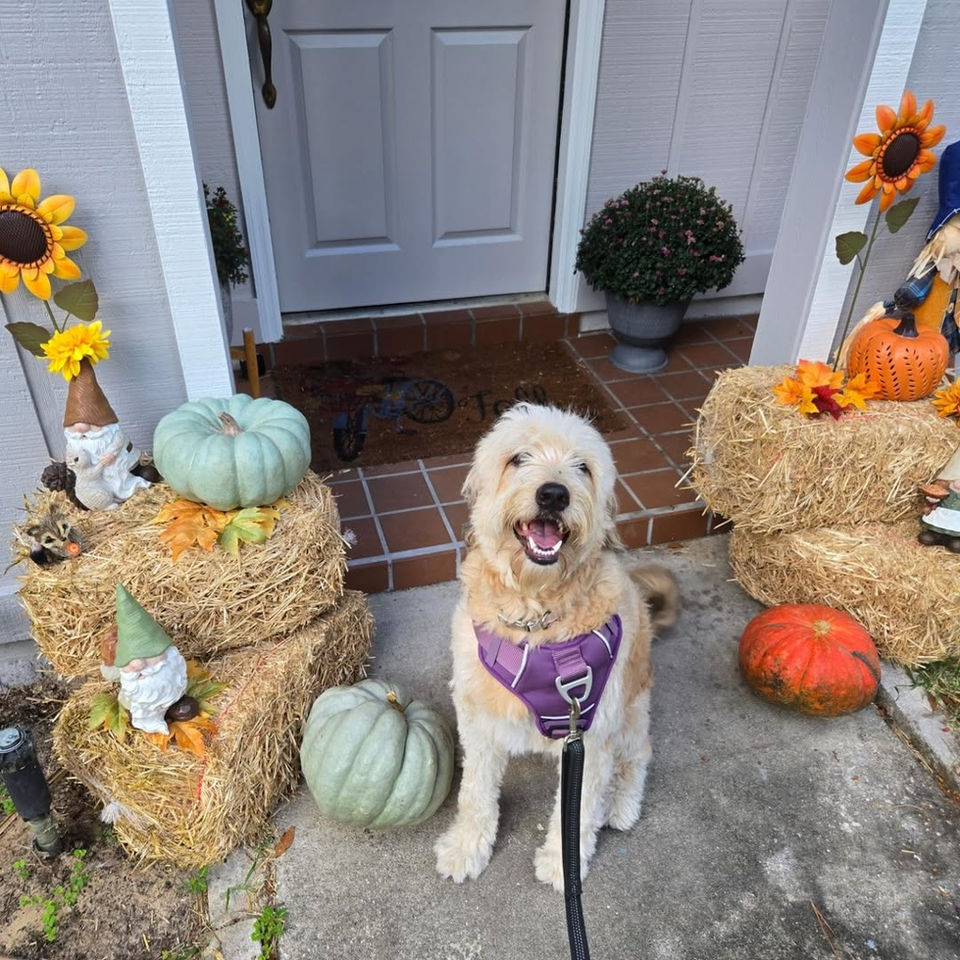 A dog sitting on a porch with fall decorations