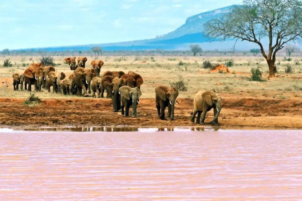 2 Days Amboseli Safari From Nairobi